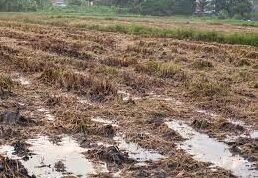 claim on crop loan